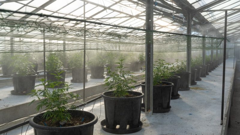 THC Vape Shop in Prague: Reliable, Affordable, 24/7 Delivery
