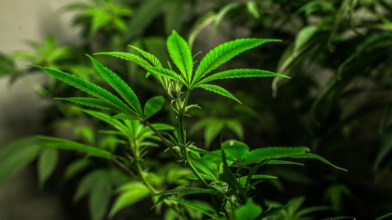 Welcome to your ultimate guide to exploring the world of THC vapes while visiting Prague