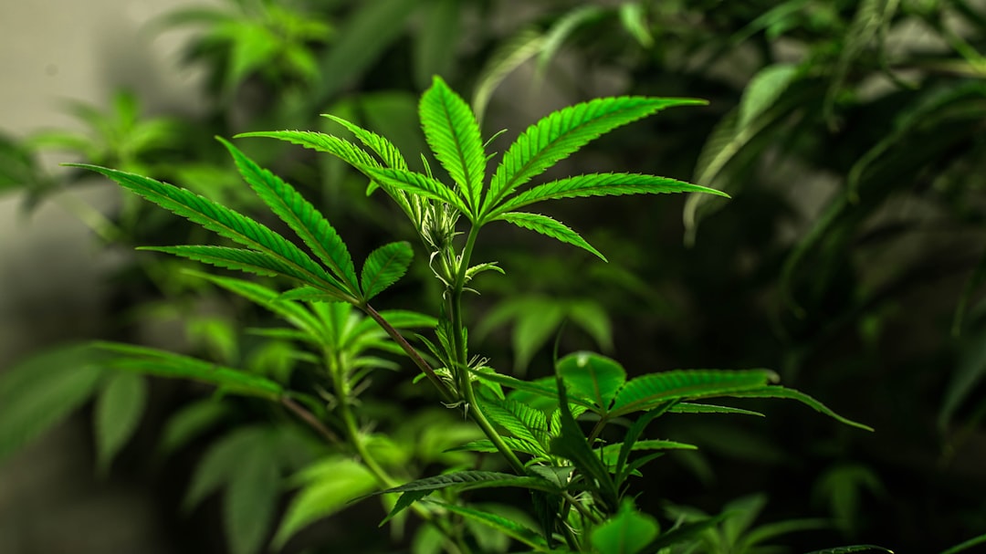Welcome to your ultimate guide to exploring the world of THC vapes while visiting Prague