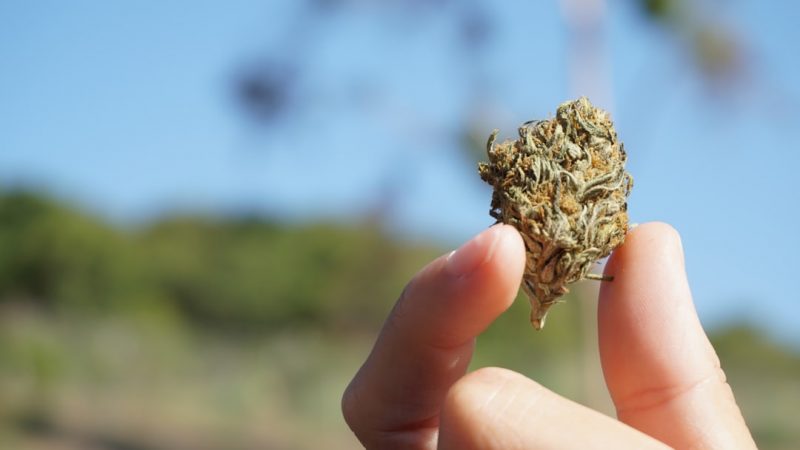 Prague Cannabis Store