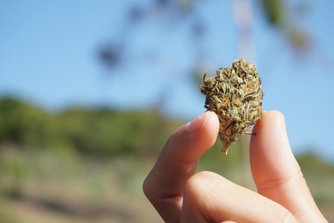 Prague Cannabis Store