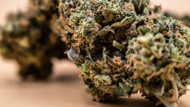 Prague is rapidly becoming a hub for the premium hemp market