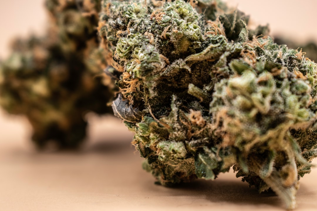 Prague is rapidly becoming a hub for the premium hemp market