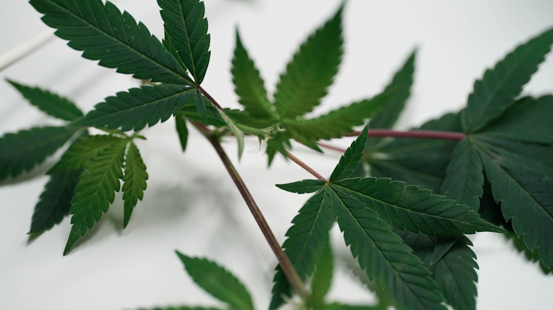 Prague Cannabis Specials Best Deals and Discounts Downtown