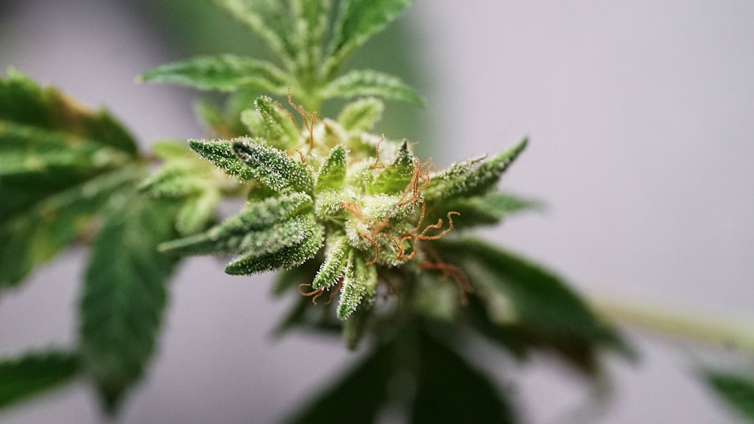 High-Quality THC Vapes, Cannabis, Hemp and Marijuana in Prague