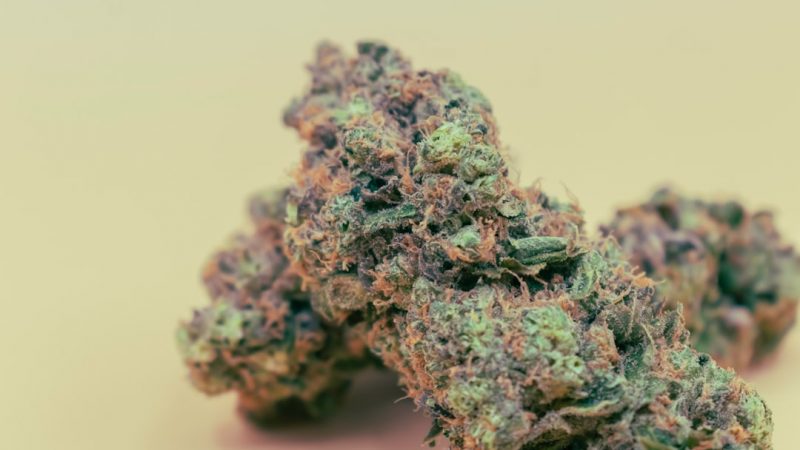 Prague’s cannabis scene is thriving, and for those who love a sweet treat, THC chocolate has become the go‑to indulgence