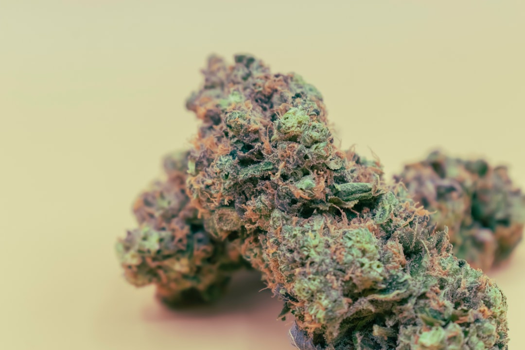 Prague’s cannabis scene is thriving, and for those who love a sweet treat, THC chocolate has become the go‑to indulgence