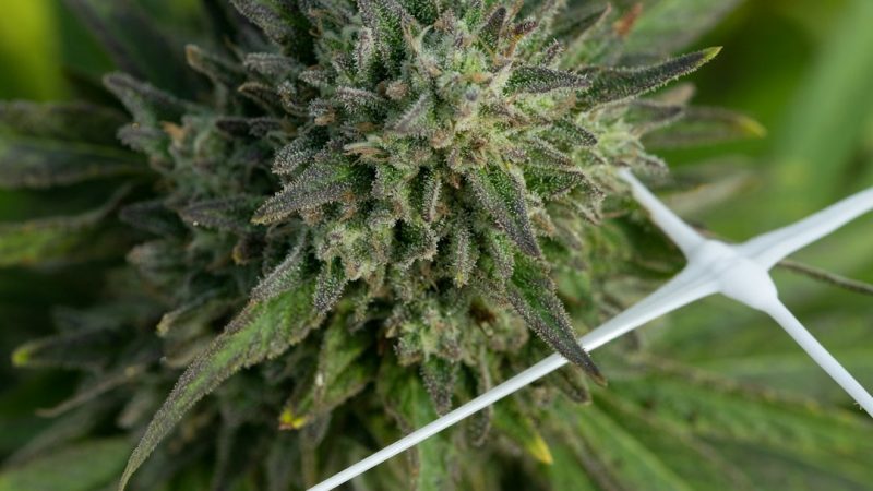 Looking for the best THC joints in Prague?