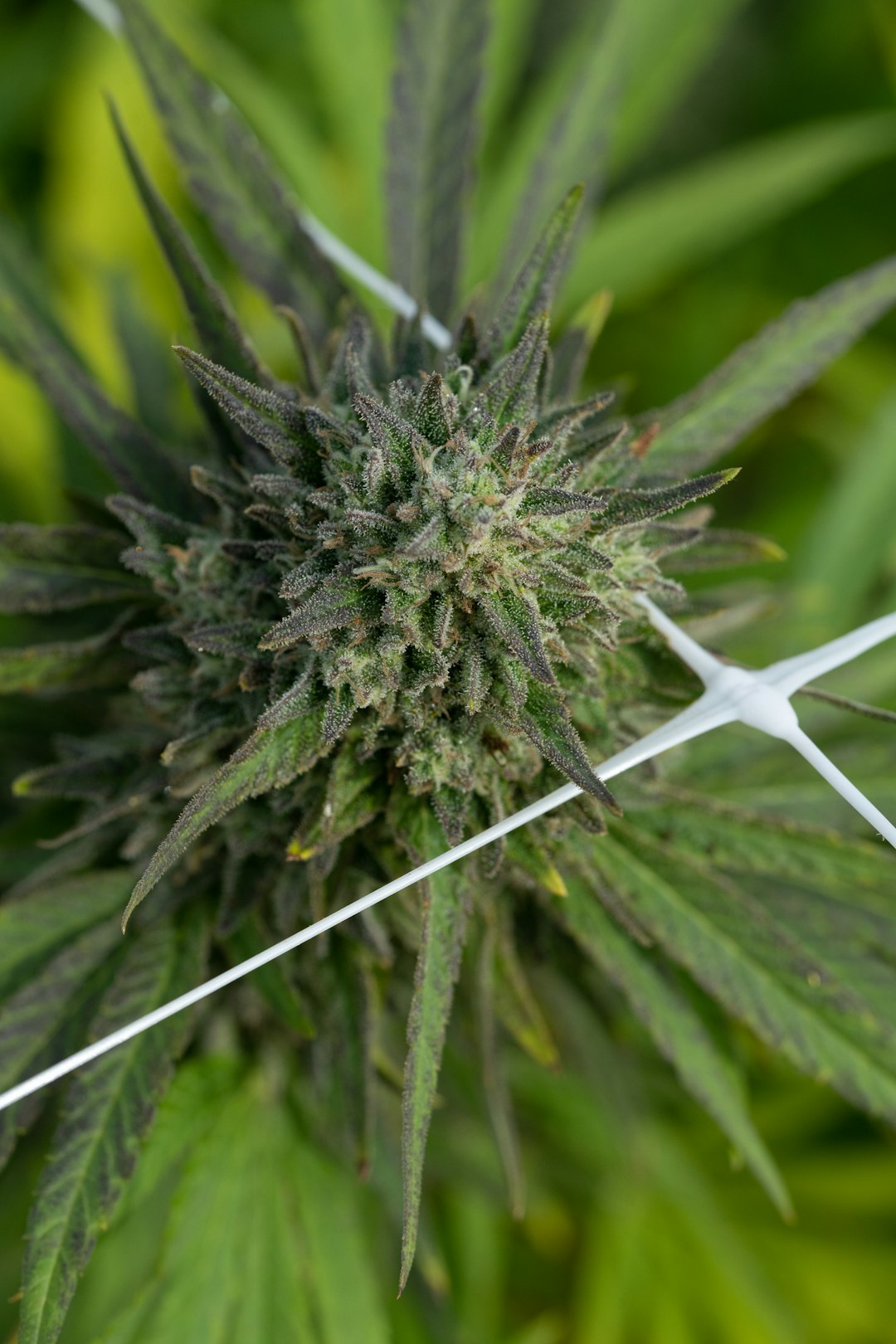 Looking for the best THC joints in Prague?