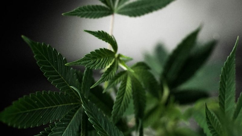 Looking for a reliable, affordable, and professional source of cannabis, marijuana, hemp, THC, and weed in Prague?