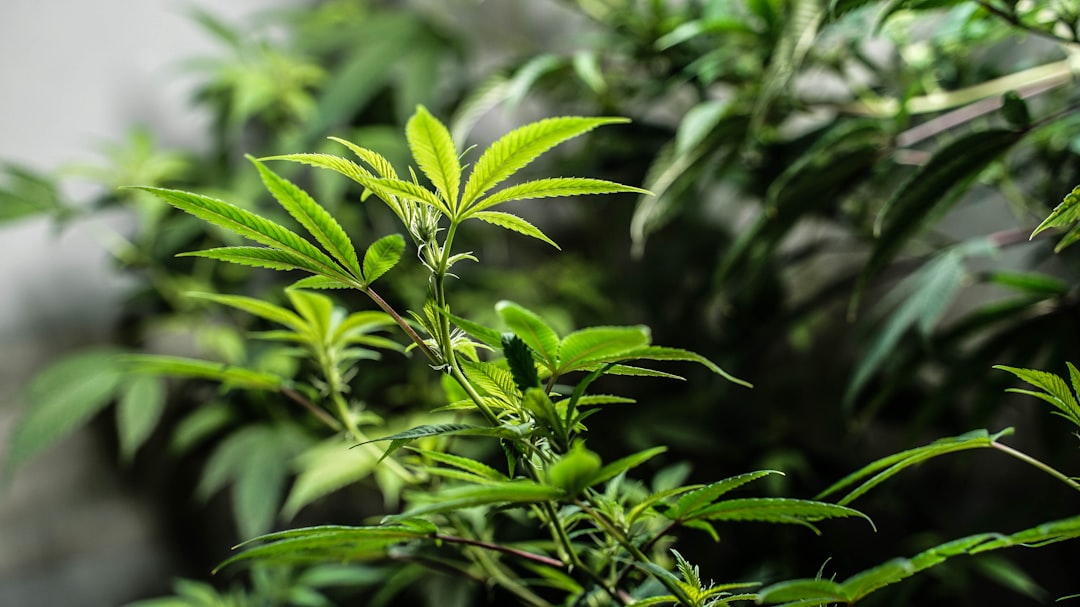 Welcome to the ultimate guide for travelers who want to experience the best of Prague’s cannabis scene without leaving the comfort of their accommodation