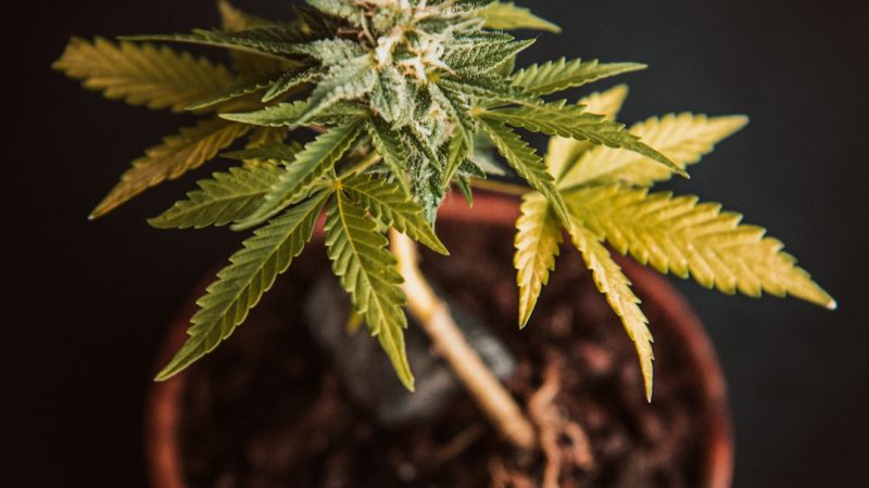 Premier Cannabis Destination in Prague