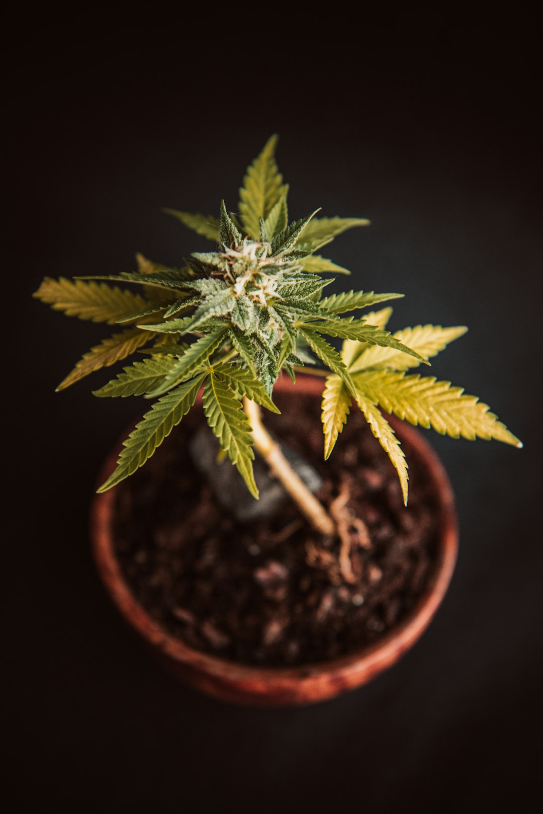 Premier Cannabis Destination in Prague