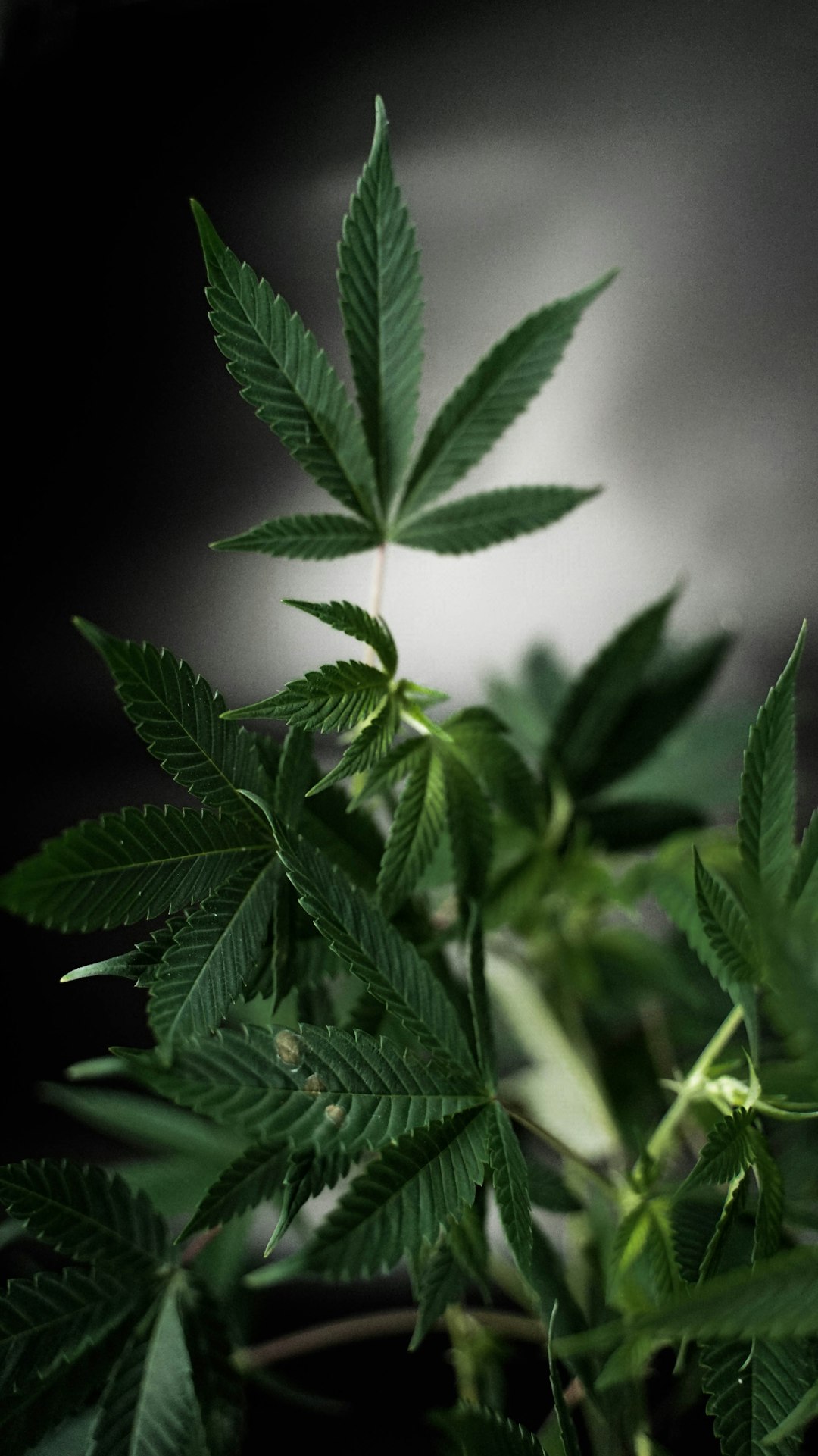 Welcome to the premier destination for high‑quality THC vape and cannabis accessories in the heart of the Czech Republic