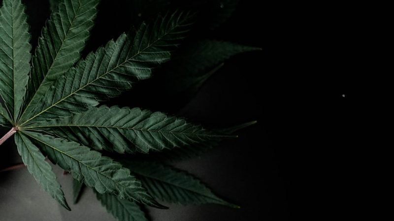 Prague is rapidly becoming a hub for hemp cultivation and cannabis industry