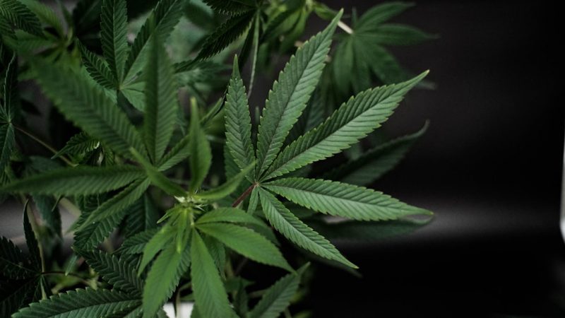 Premium THC Joints and Cannabis Delivery in Prague