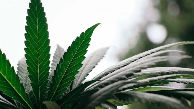 Cannabis Dispensary in Prague: High‑Quality Weed, Edibles, and Delivery