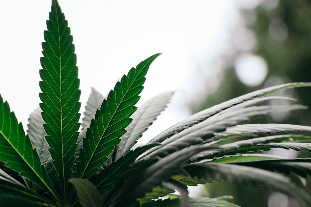 Cannabis Dispensary in Prague: High‑Quality Weed, Edibles, and Delivery