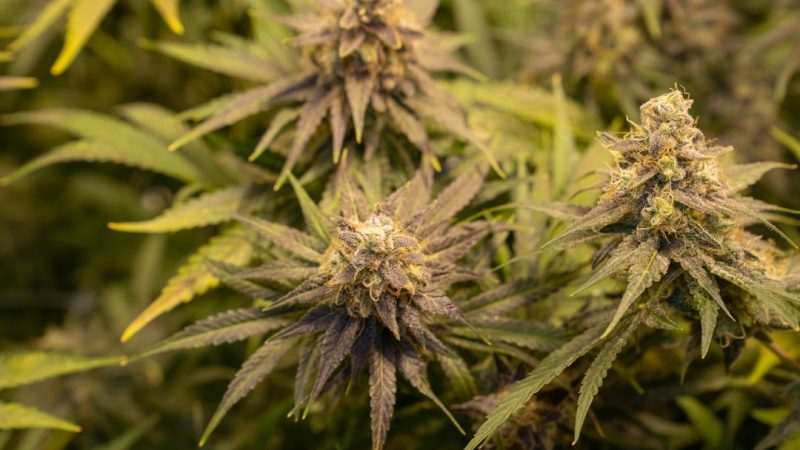 Looking for a reliable, affordable way to buy THC vapes, cannabis vape, hemp vape, or any other cannabis‑related product in the heart of Prague’s Old Town?