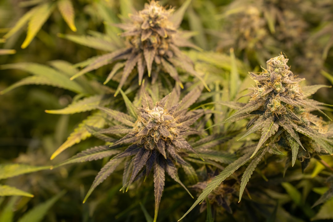 Looking for a reliable, affordable way to buy THC vapes, cannabis vape, hemp vape, or any other cannabis‑related product in the heart of Prague’s Old Town?