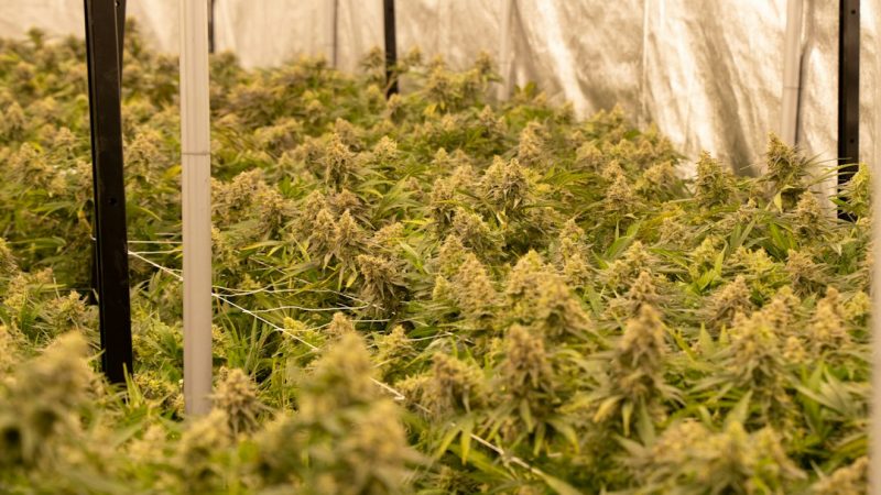 Same‑Day Cannabis Delivery in Prague