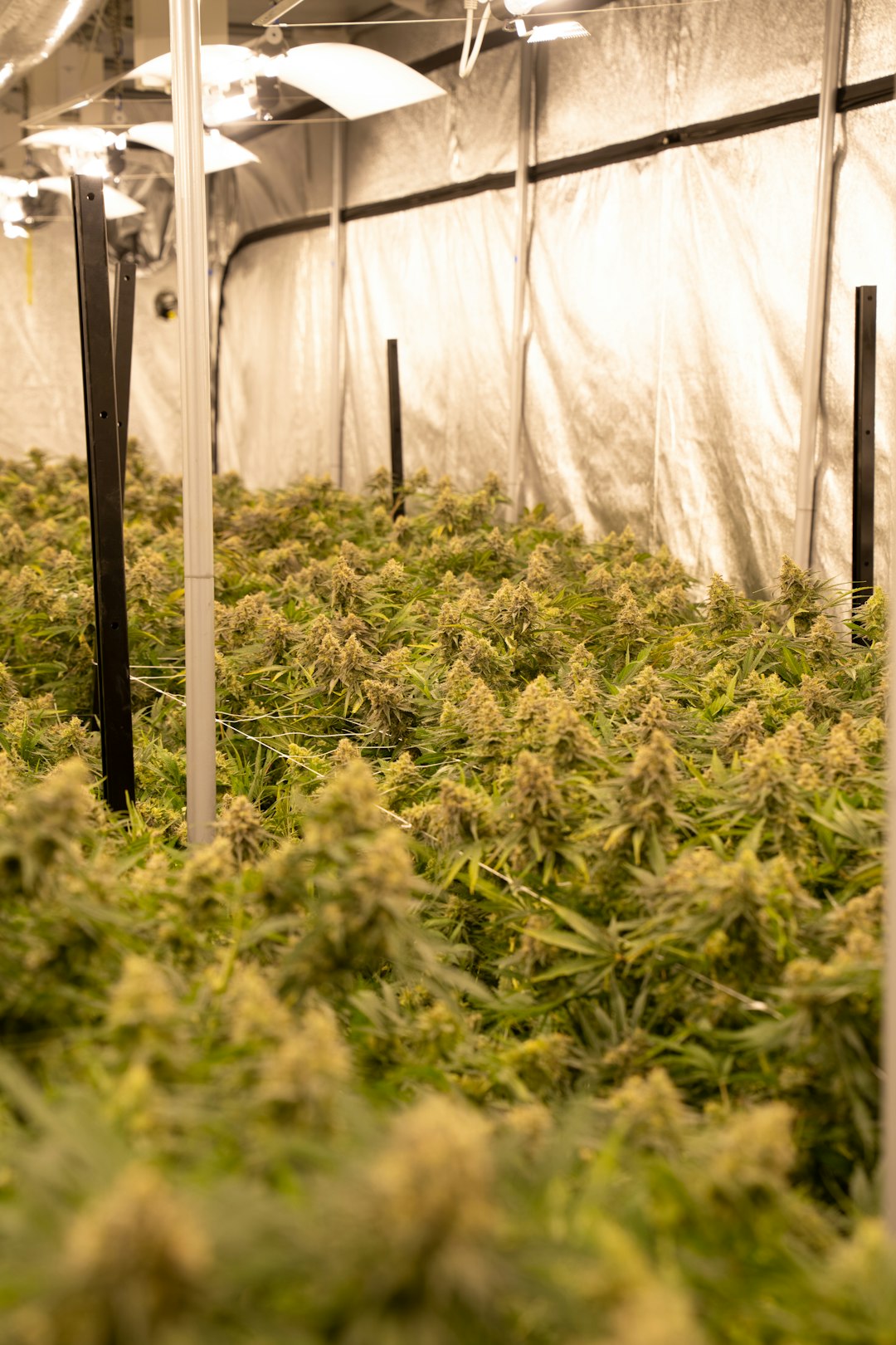 Same‑Day Cannabis Delivery in Prague