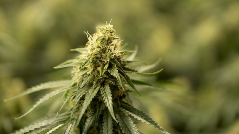 Premium Hemp Selection in Prague