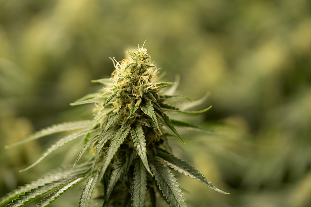 Premium Hemp Selection in Prague