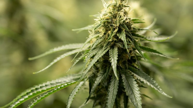 Welcome to Prague’s premier destination for high‑quality THC vapes, cannabis vape cartridges, vape pods, and vape concentrates
