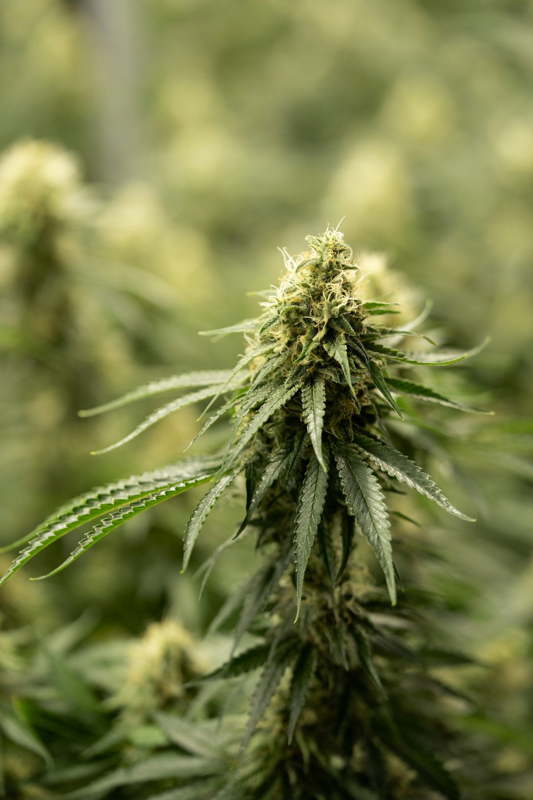 Welcome to Prague’s premier destination for high‑quality THC vapes, cannabis vape cartridges, vape pods, and vape concentrates