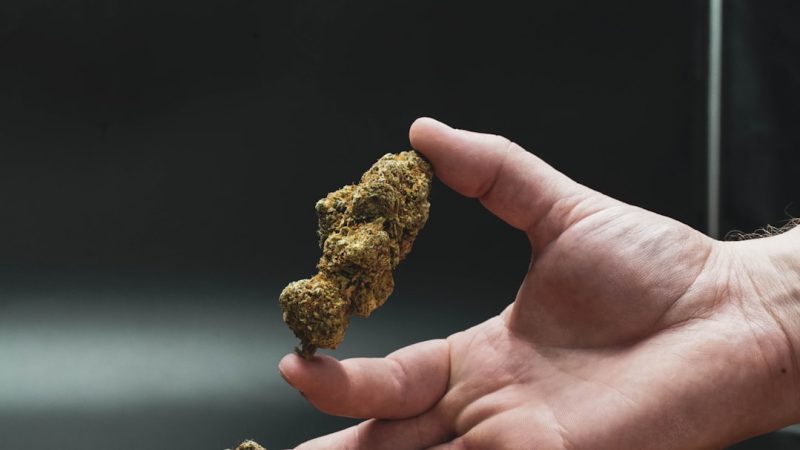 Prague is rapidly becoming one of Europe’s most vibrant cannabis destinations