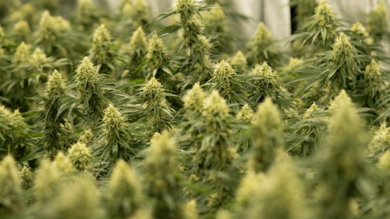Prague Cannabis Scene: From Underground to Regulated