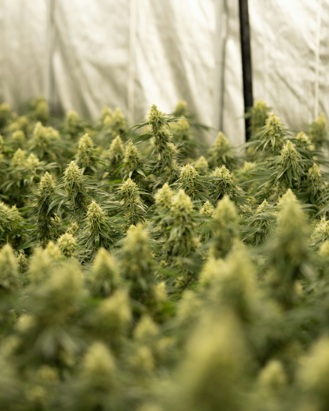 Prague Cannabis Scene: From Underground to Regulated
