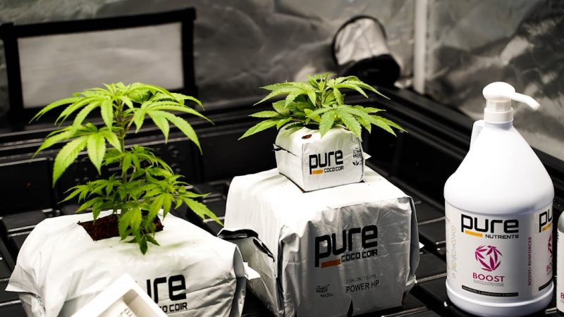 Prague Cannabis Boutique: Premium THC Chocolate Bars and Edible Cannabis