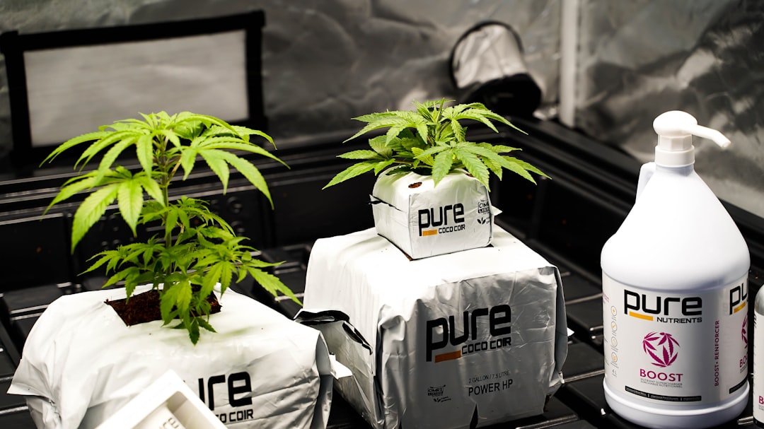 Prague Cannabis Boutique: Premium THC Chocolate Bars and Edible Cannabis