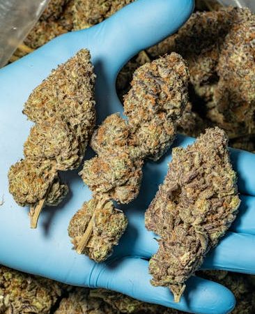 Best THC Joints Prague