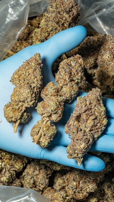 Best THC Joints Prague