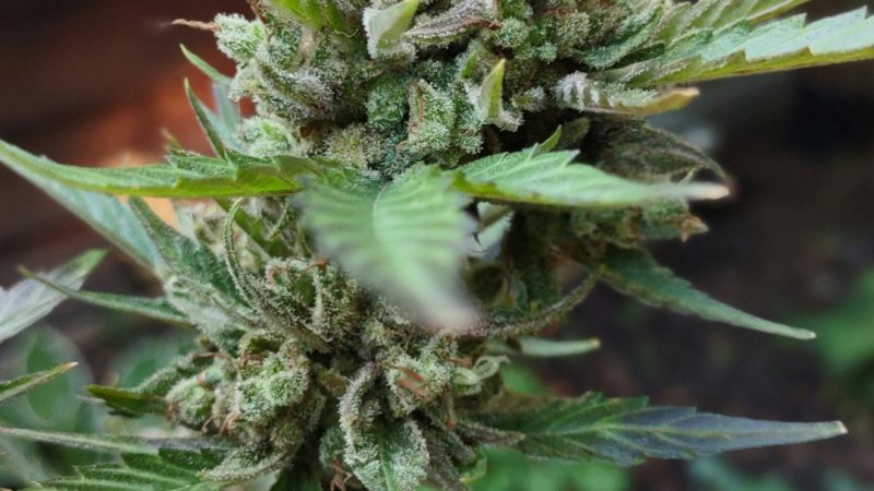 Online cannabis shop in Prague
