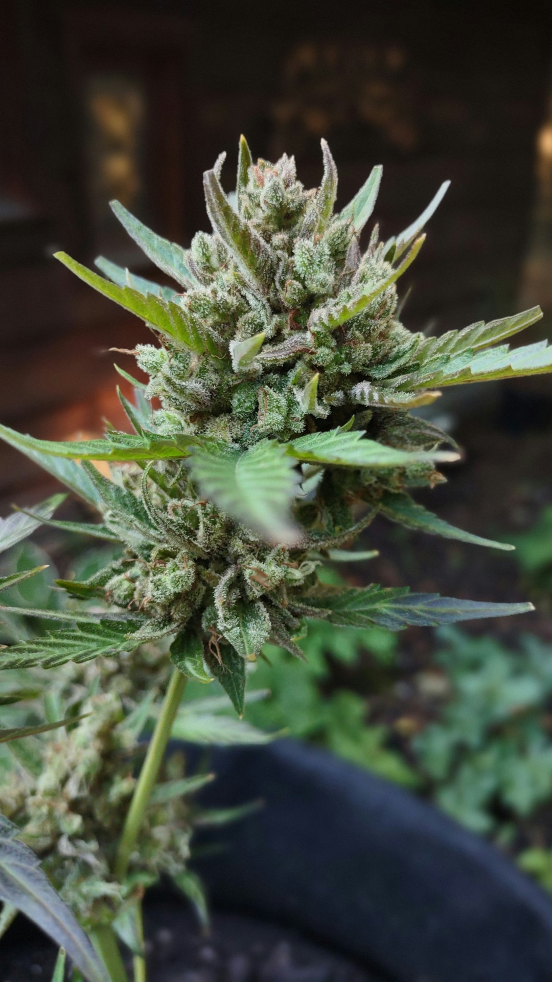 Online cannabis shop in Prague