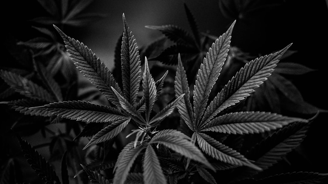Welcome to the premier Prague cannabis shop