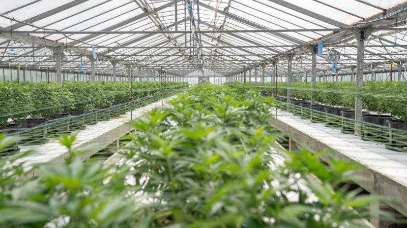 Online Weed Delivery Prague: 24/7 Legal Cannabis Delivery Service