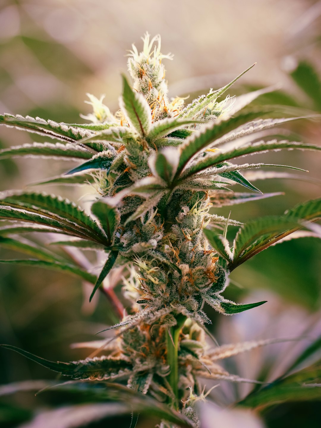 Prague cannabis shop