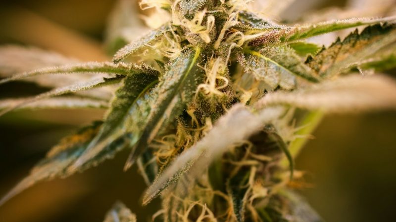 Prague Weed Delivery Fast Discreet and Legal Cannabis Courier Service