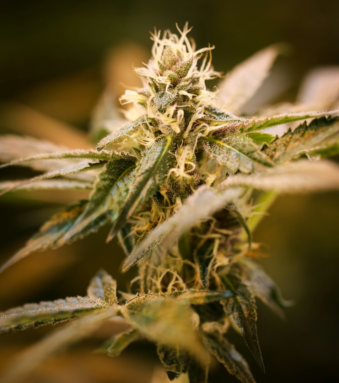 Prague Weed Delivery Fast Discreet and Legal Cannabis Courier Service