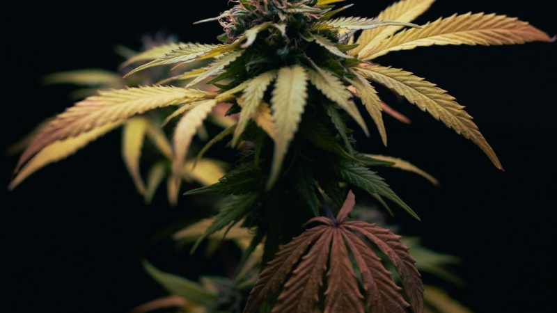 Buying Cannabis in Prague: Legal Status, Strains, and Tips