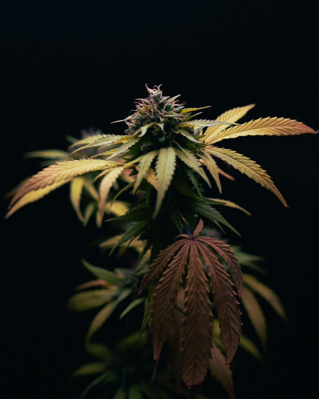 Buying Cannabis in Prague: Legal Status, Strains, and Tips
