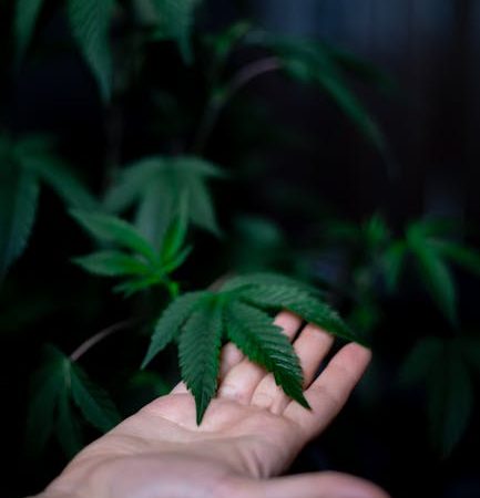Prague Cannabis Delivery – Fast, Discreet, and Legal