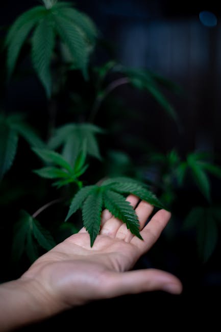 Prague Cannabis Delivery – Fast, Discreet, and Legal