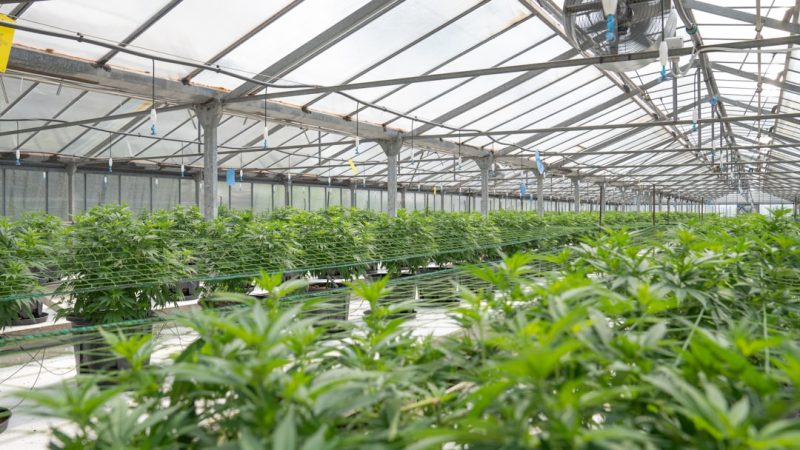 Prague’s Growing Hemp Market: A Guide to Legal Online Ordering