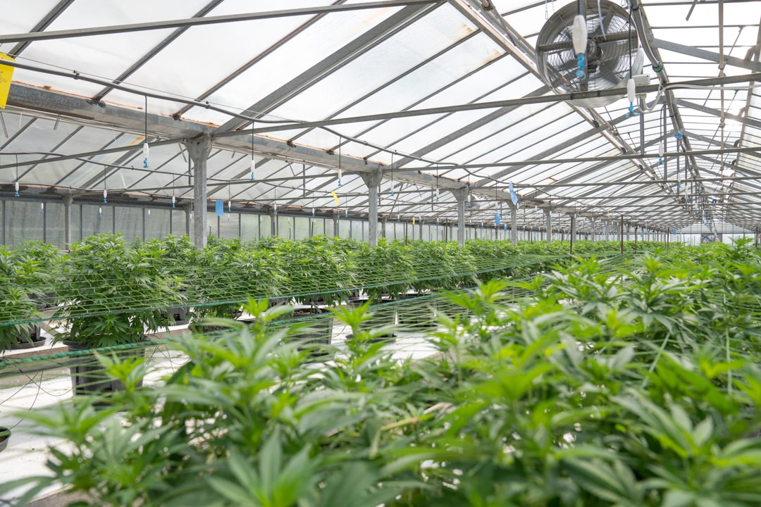 Prague’s Growing Hemp Market: A Guide to Legal Online Ordering